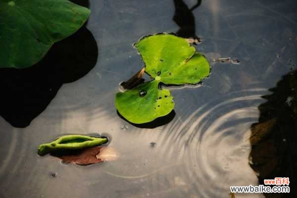 莲花的叶子发黄怎么办