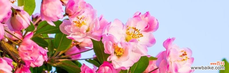 情系花海，绽放真爱 海棠花