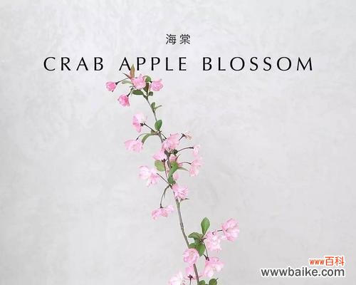 情系花海，绽放真爱 海棠花