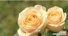 花语探秘，送花更有意义 11朵玫瑰的含义