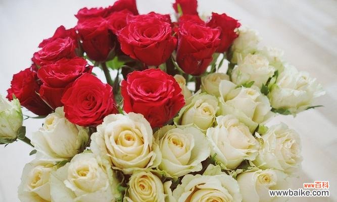 花语探秘，送花更有意义 11朵玫瑰的含义