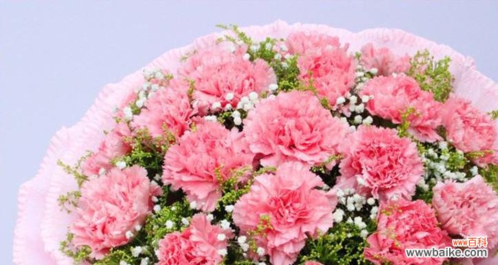 了解康乃馨的花语,把握每份爱的感动 康乃馨花语与寓意