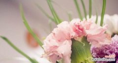 了解康乃馨的花语，把握每份爱的感动 康乃馨花语与寓意