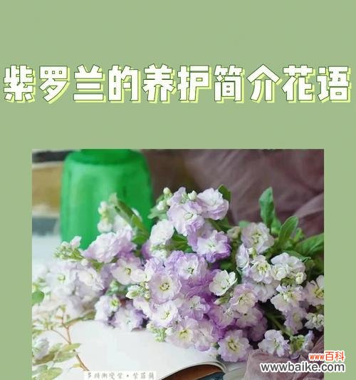 了解紫罗兰花语传递的情感和祝福 揭秘紫罗兰花语的真正含义