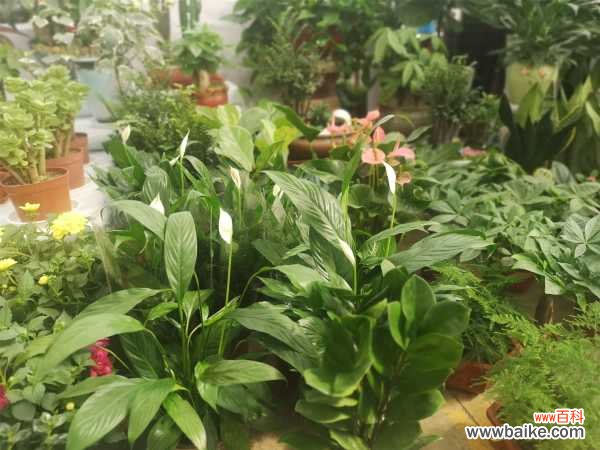 白掌叶子发黄怎么办