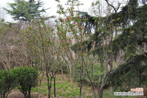 海棠叶子发黄怎么办