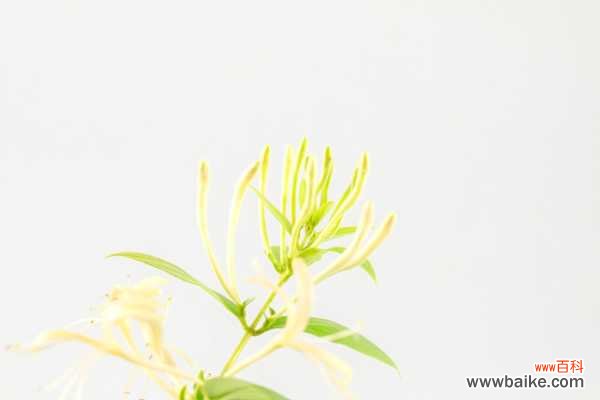 金银花叶子发黄怎么办