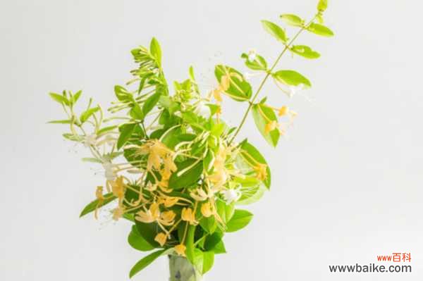 金银花叶子发黄怎么办