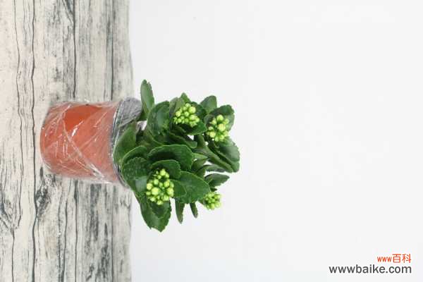 长寿花叶子发黄怎么办