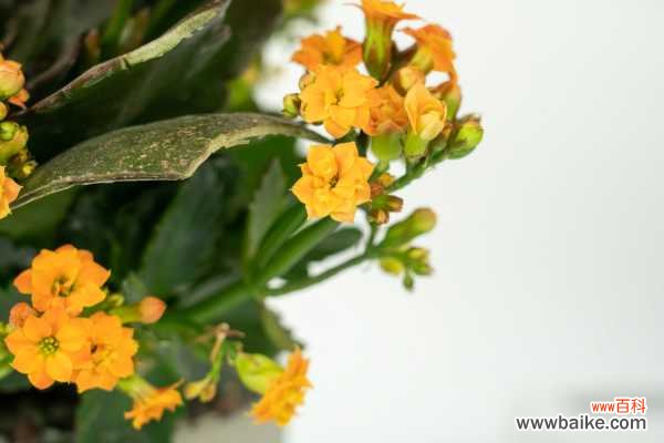 长寿花叶子发黄怎么办