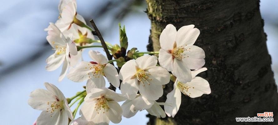 追寻樱花花语的深层含义 樱花花语