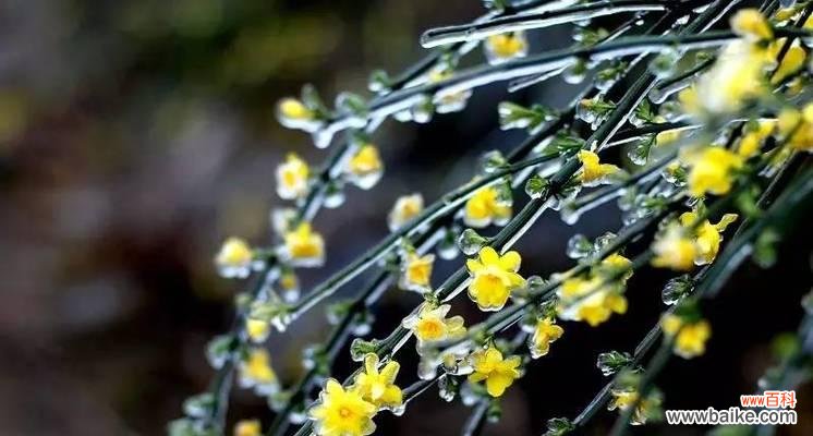 揭示迎春花的花语与美丽 迎春花的花语与象征