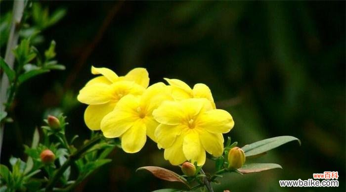 揭示迎春花的花语与美丽 迎春花的花语与象征