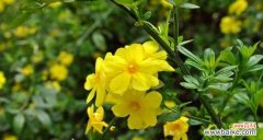 揭示迎春花的花语与美丽 迎春花的花语与象征