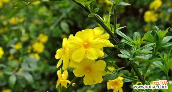 揭示迎春花的花语与美丽 迎春花的花语与象征