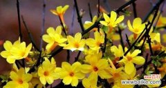 迎春花的祝福和希望 迎春花的花语与含义