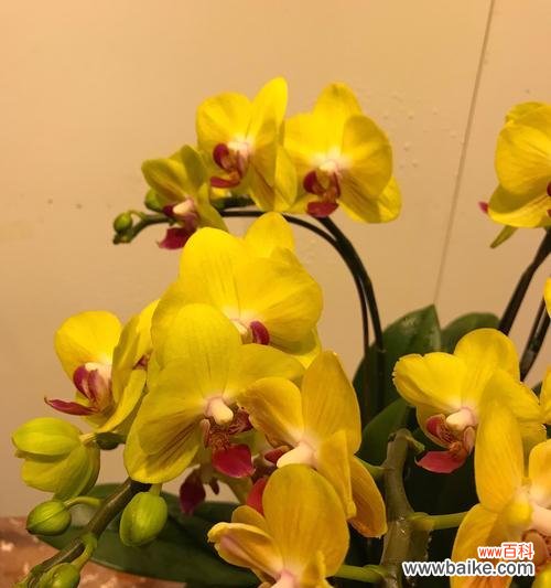 探索迎春花的文化内涵与象征意义 迎春花的寓意与象征