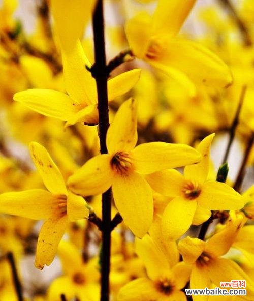 探索迎春花的文化内涵与象征意义 迎春花的寓意与象征