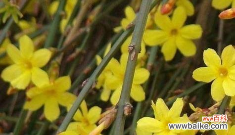 探索迎春花的文化内涵与象征意义 迎春花的寓意与象征