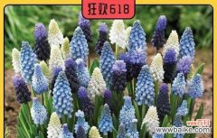 探索樱水晶的神秘魅力 樱水晶花语与相关寓意