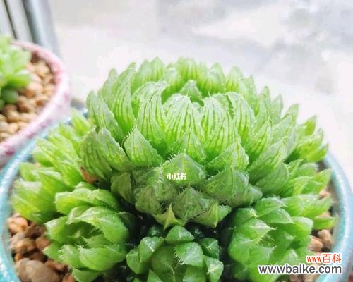 探索樱水晶的独特花语 樱水晶的花语寓意是什么