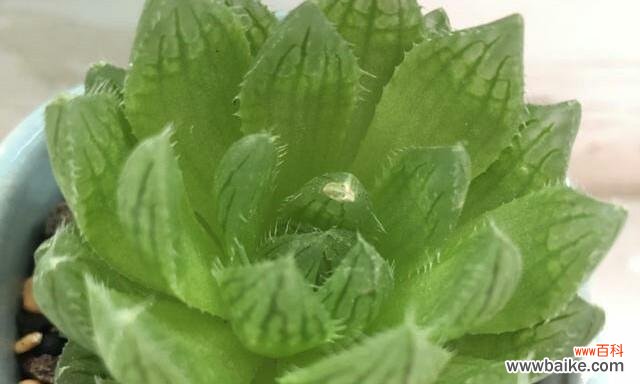 探索樱水晶的独特花语 樱水晶的花语寓意是什么