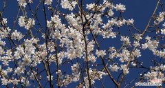 传承千年的美丽与希望 樱桃花的花语与意义