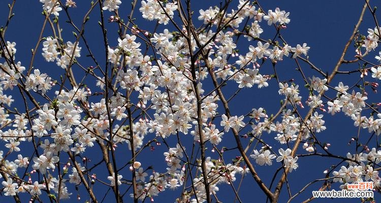 传承千年的美丽与希望 樱桃花的花语与意义