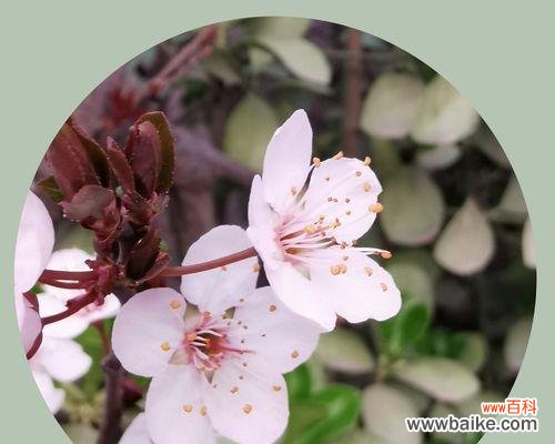 传承千年的美丽与希望 樱桃花的花语与意义