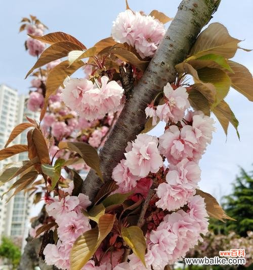 传承千年的美丽与希望 樱桃花的花语与意义