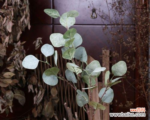 解读尤加利花语的涵义和神秘力量 尤加利花语的深意与传承