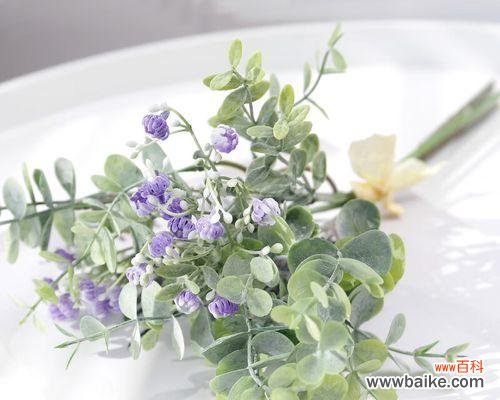 解读尤加利花语的涵义和神秘力量 尤加利花语的深意与传承