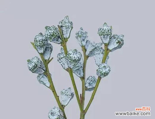 追寻清新与治愈的力量 尤加利的花语与寓意