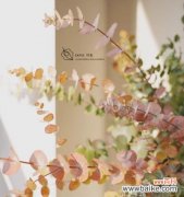 追寻清新与治愈的力量 尤加利的花语与寓意