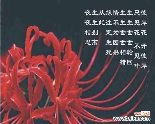 探索永生花的美与寓意 永生花的花语