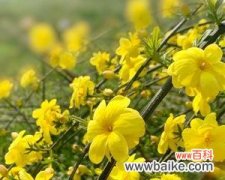 唤醒希望与新生的花朵 迎春花的寓意与象征意义