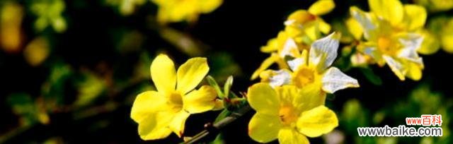 唤醒希望与新生的花朵 迎春花的寓意与象征意义