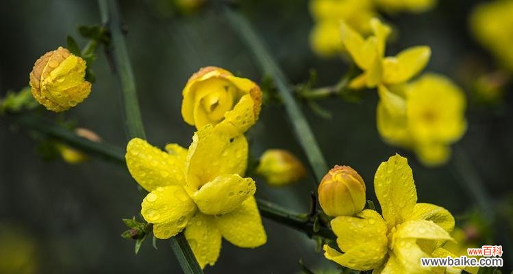 唤醒希望与新生的花朵 迎春花的寓意与象征意义