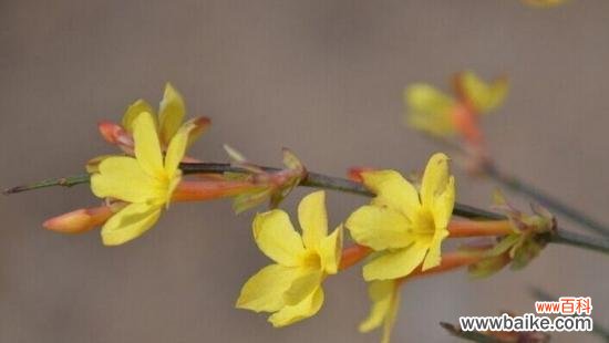 探究迎春花的文化意义和心灵寄托 迎春花花语的含义及象征