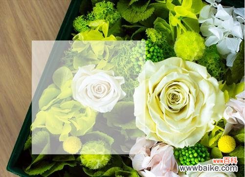 美丽而持久的永生花 永生花的花语及寓意