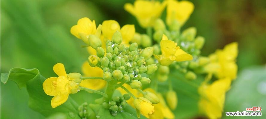 探究油菜花的象征意义 油菜花的花语与寓意