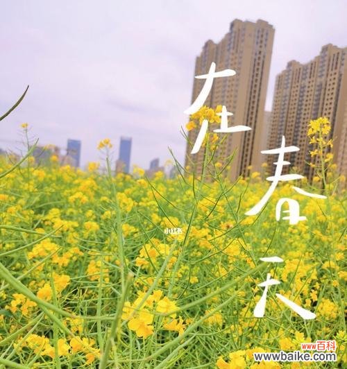 春天的黄海 油菜花的文化背景与花语