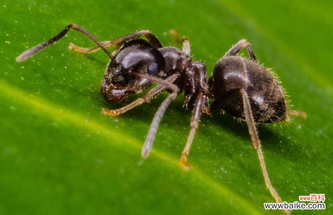 家里蚂蚁怎么彻底清除 家里有蚂蚁怎么办？