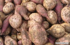 吃红薯减肥还是发胖 吃红薯会发胖吗？