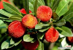 怎么洗羽绒服又快又干净 杨梅怎么洗才能洗干净？