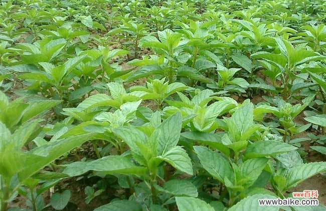 薄荷减肥害人 薄荷的减肥方法