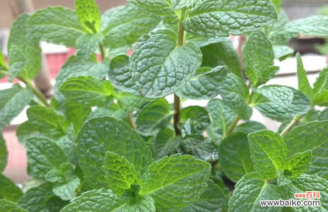 薄荷减肥害人 薄荷的减肥方法