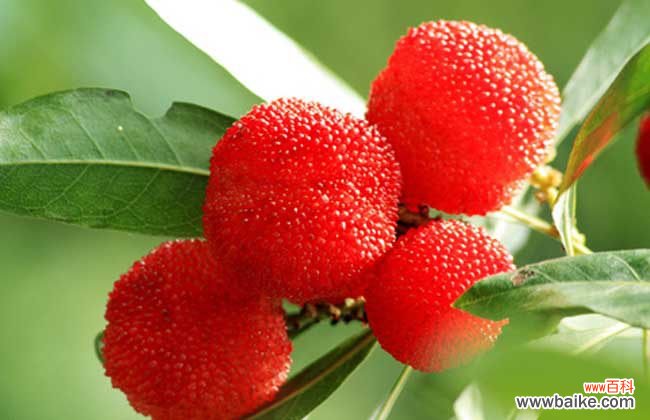 一颗杨梅有多少虫 杨梅虫可以吃吗？