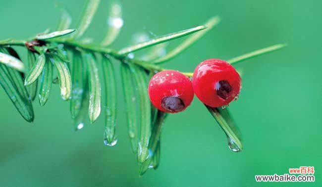 红豆杉木材多少一斤 红豆杉的功效与作用