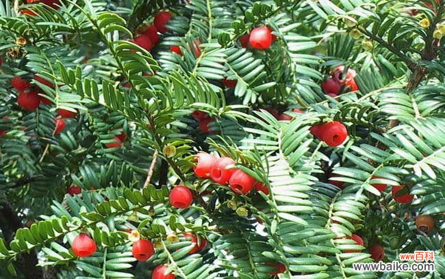 红豆杉木材多少一斤 红豆杉的功效与作用